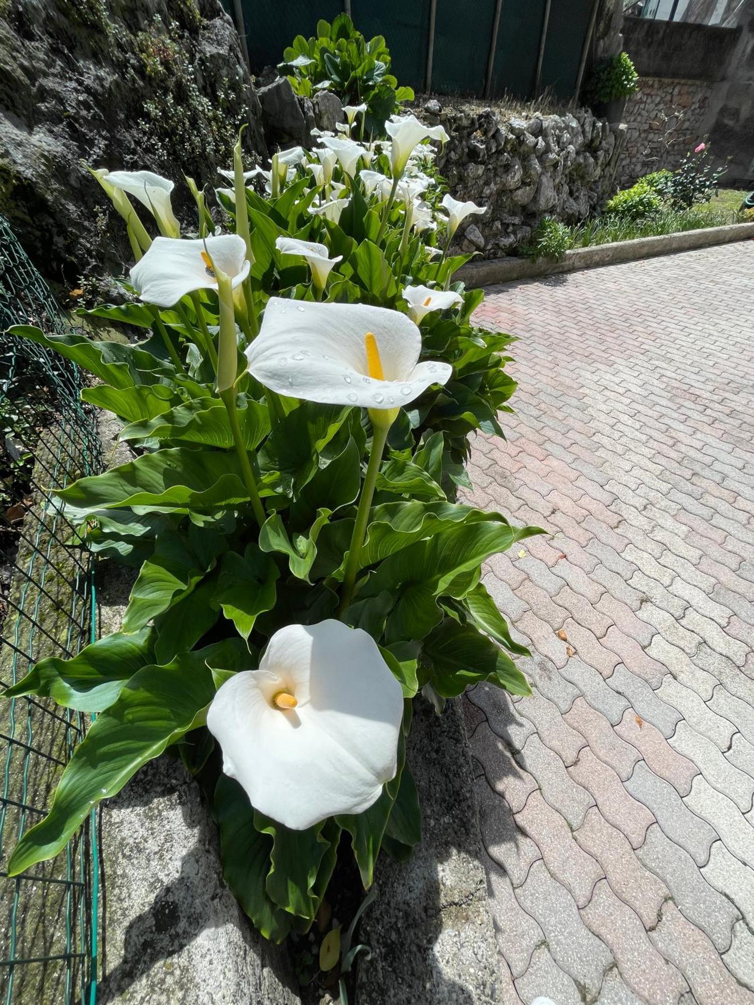 טורבולה Le Calle Holiday Apartments מראה חיצוני תמונה